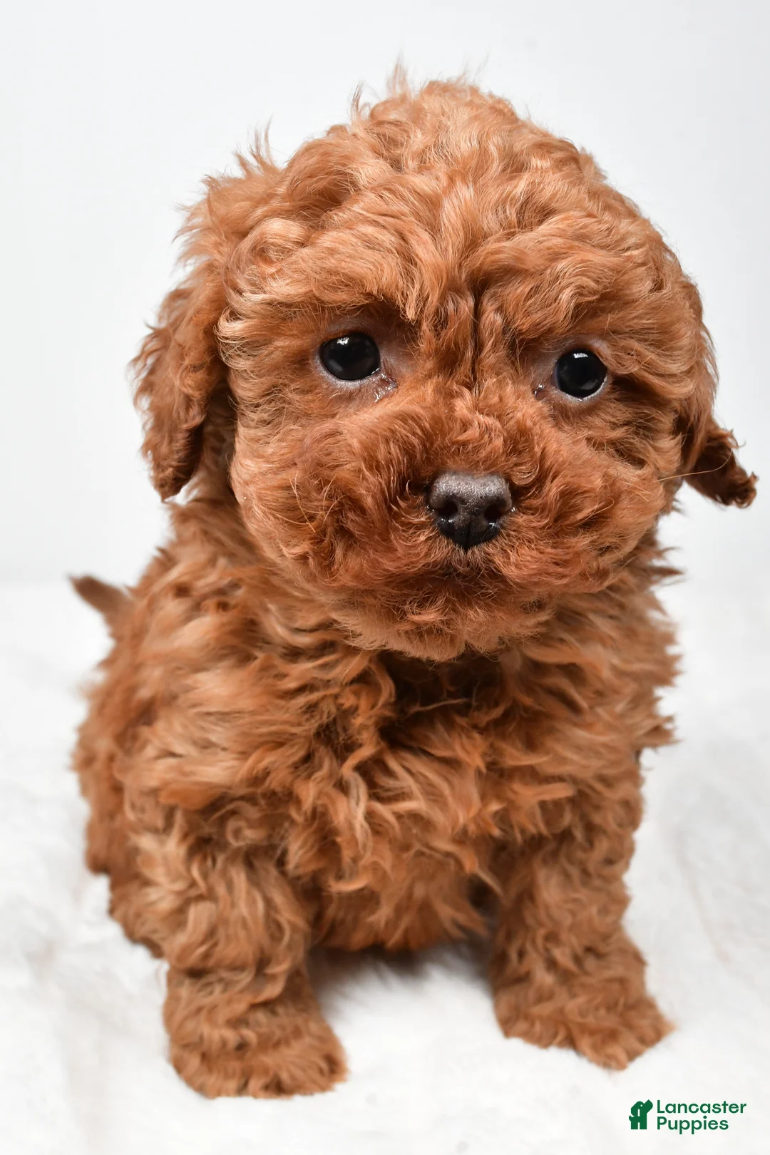 Cavapoo dogs for sale: Rebecca - Ad 7