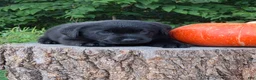 Labrador Retriever dogs for sale: Zella - Ad 2