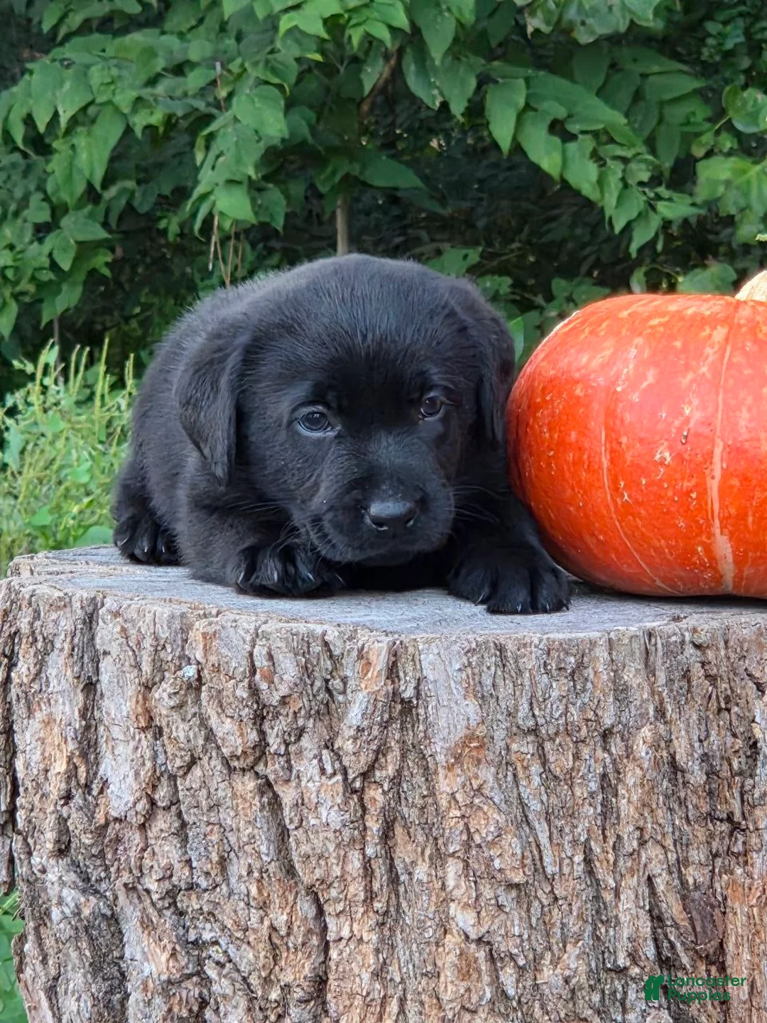 Labrador Retriever dogs for sale: Zella - Ad 2
