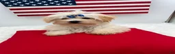 Morkie dogs for sale: Charlie is a beautiful Morkie - Ad 6
