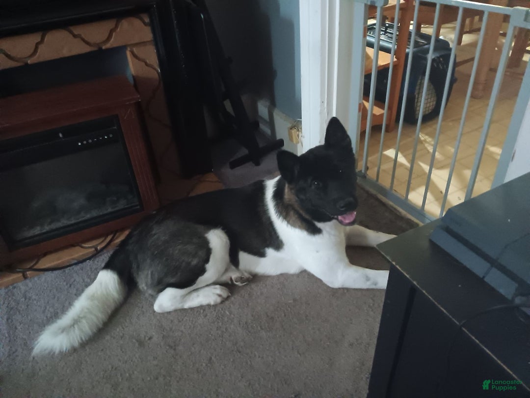 Akita dogs for sale: Astra - Ad 13