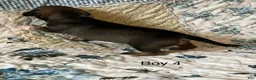 Chiweenie dogs for sale: Chiweenie 4 - Ad 7