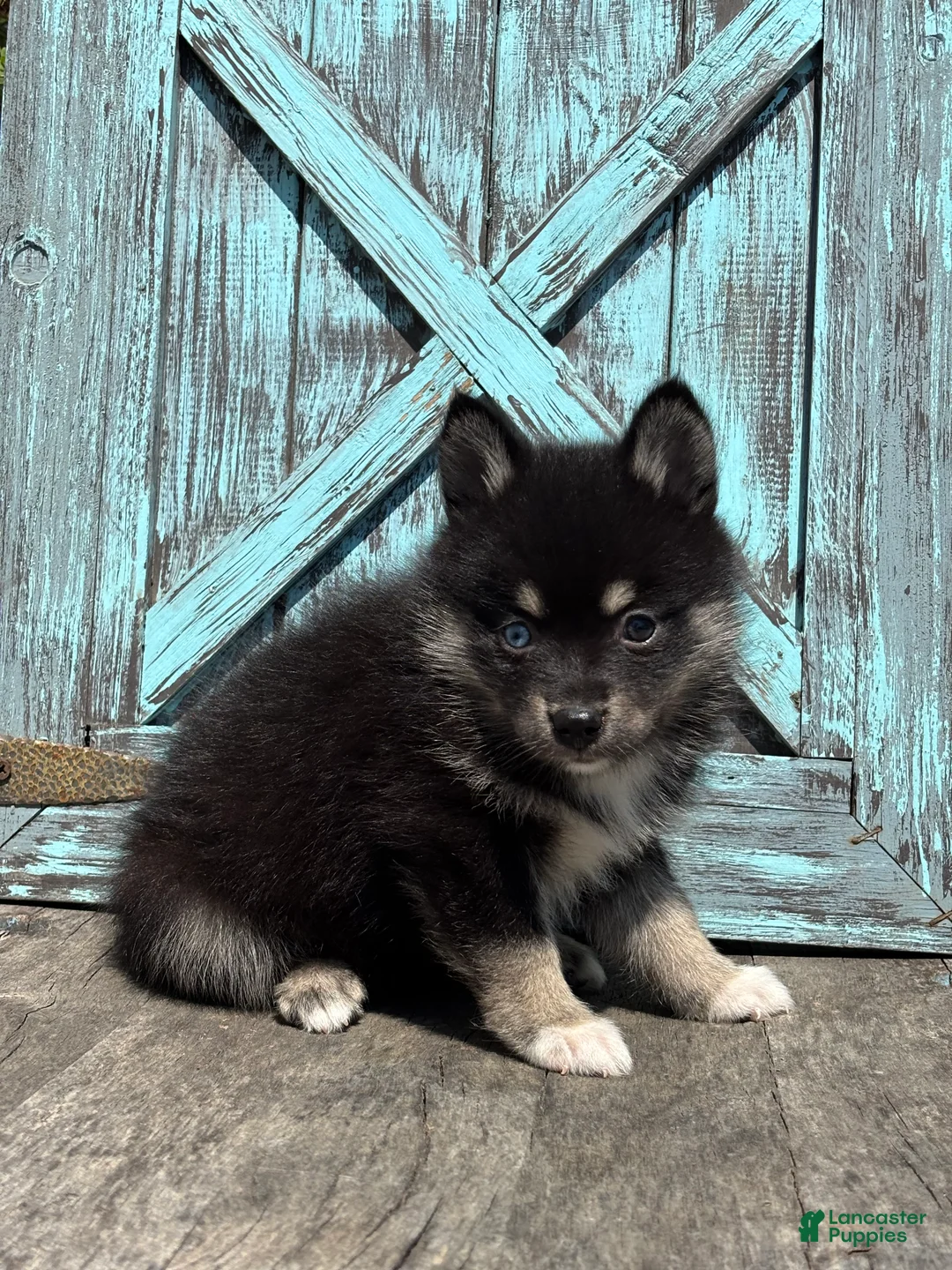 Pomsky dogs for sale: Gloria - Ad 3