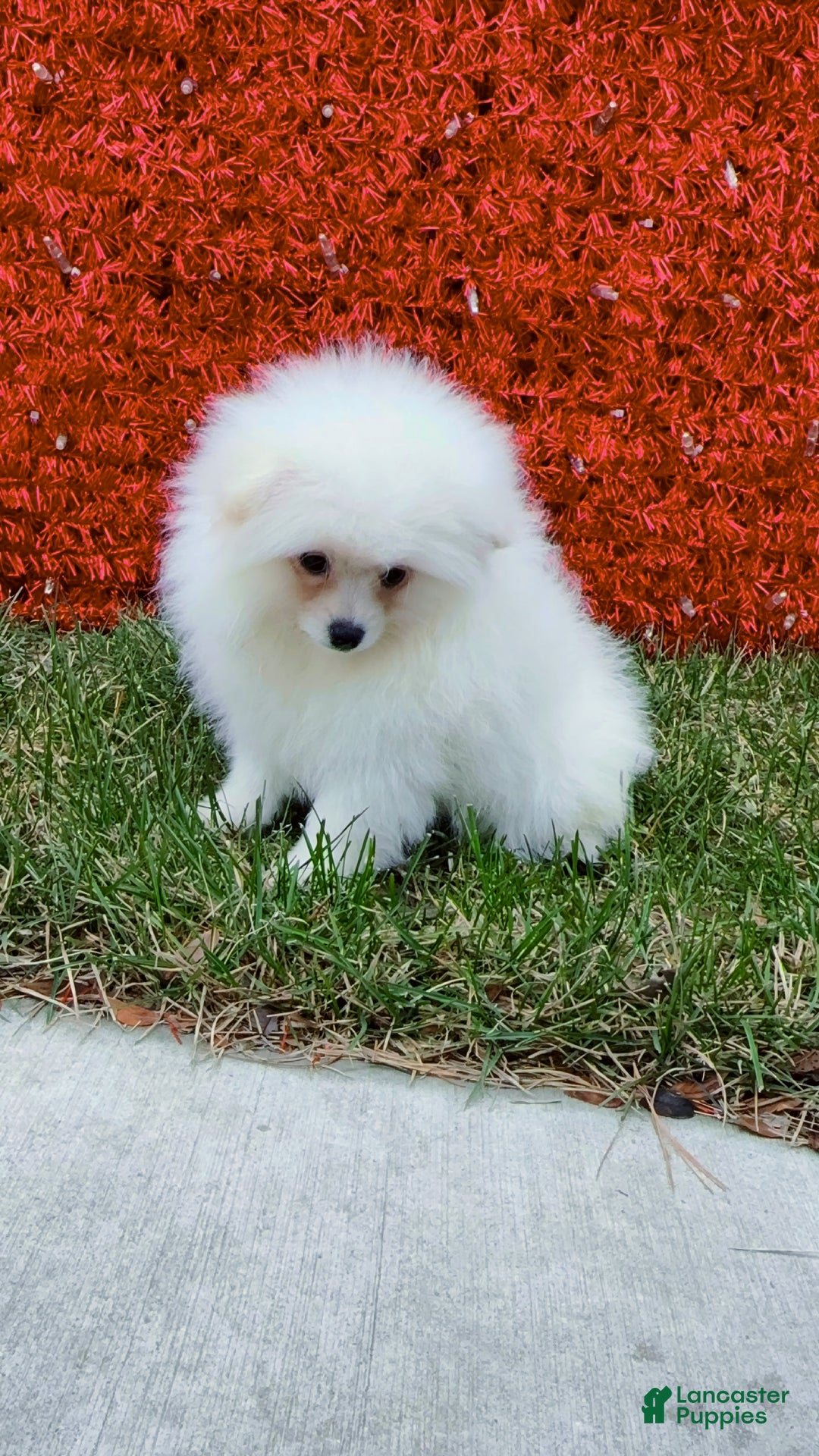 Pomeranian dogs for sale: Pomeranian Puppy Fluffy - Ad 1