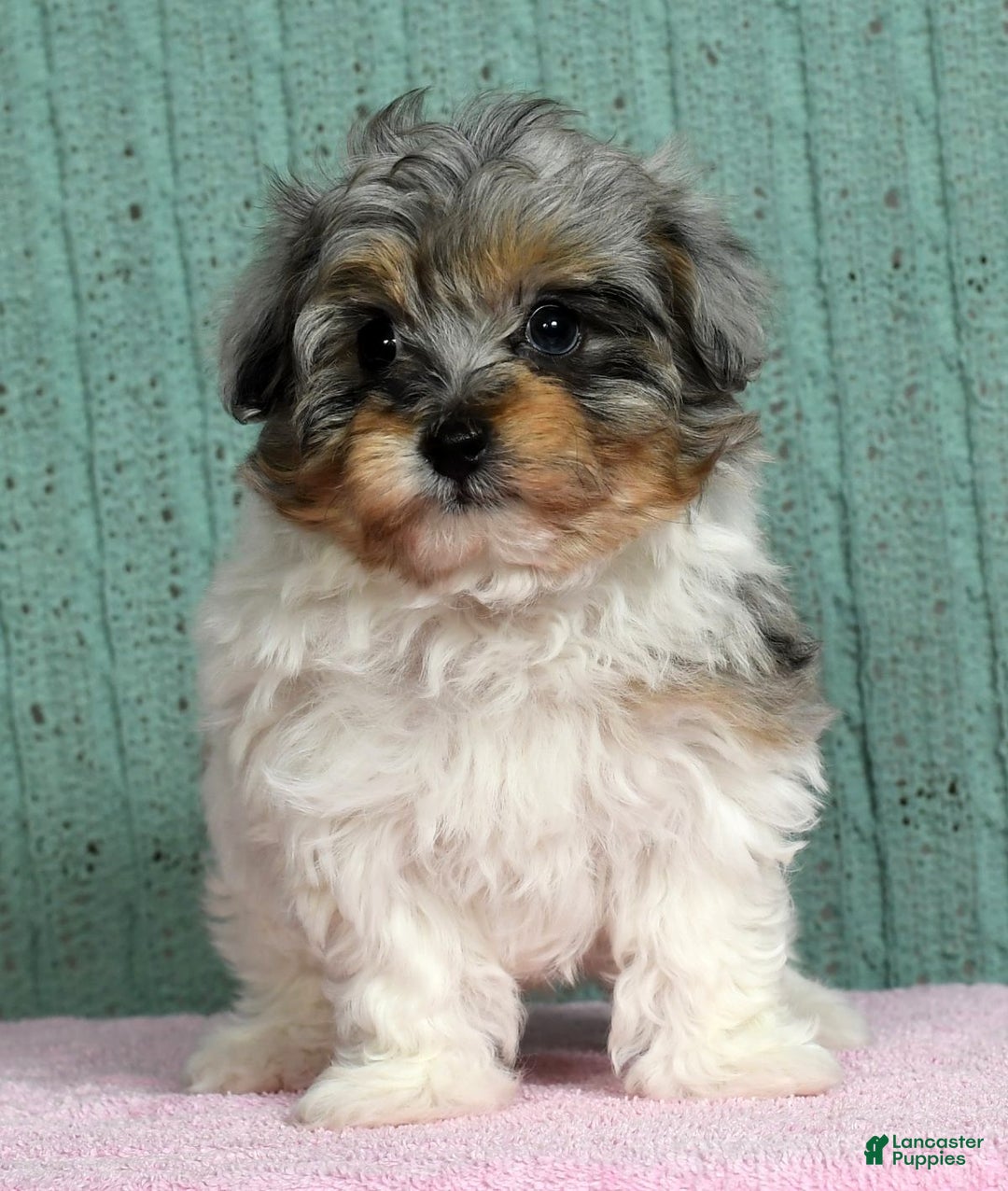 Pomapoo dogs for sale: Belle - Ad 3