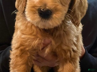 Mini Goldendoodle dogs Mini Goldendoodle Puppy 4 - Ad 7