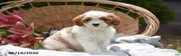 Cavapoo dogs for sale: Muffin - Ad 1