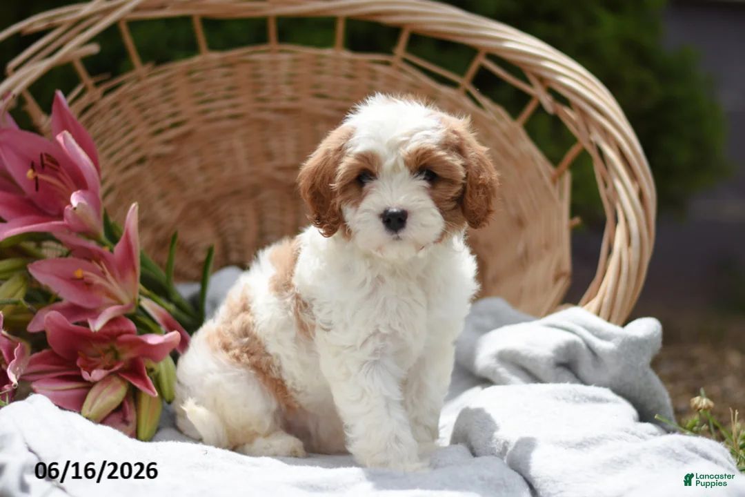 Cavapoo dogs for sale: Muffin - Ad 1