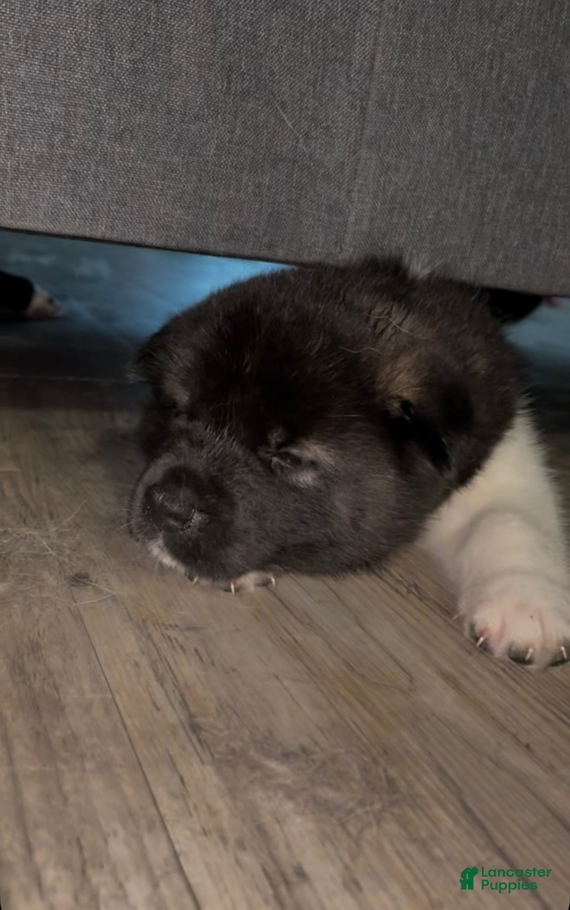 Akita dogs Akita 3 - Ad 30
