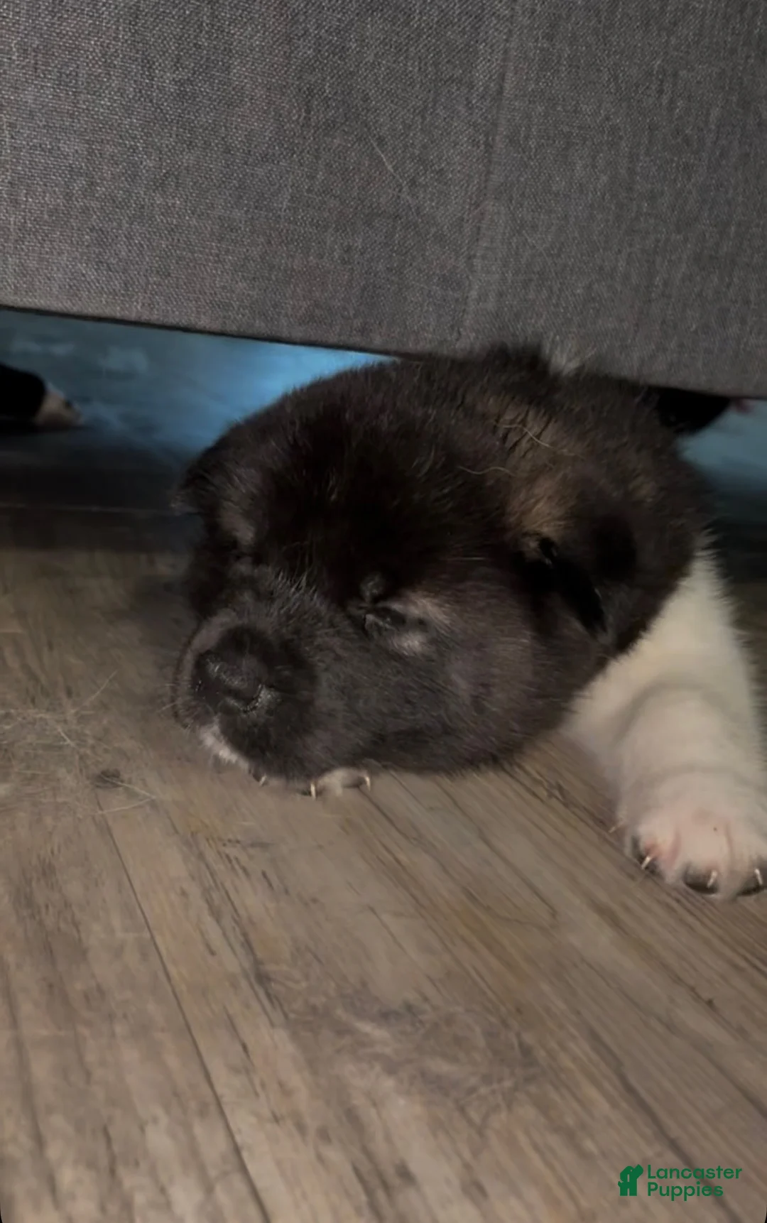 Akita dogs for sale: Akita 3 - Ad 1