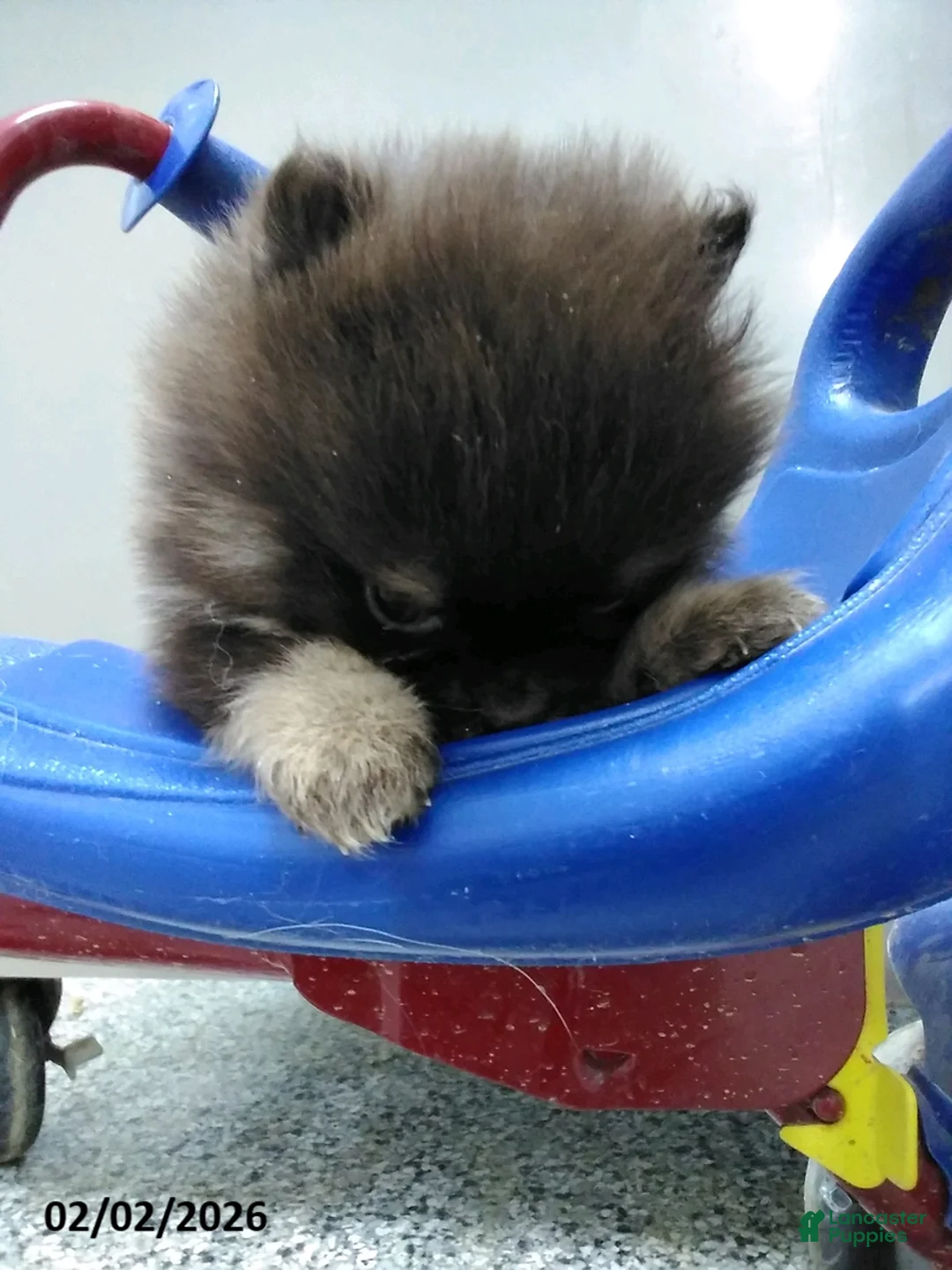 Pomeranian dogs for sale: Mocha - Ad 3