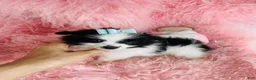 Maltipom dogs for sale: Maltipom Puppy 1 - Ad 2