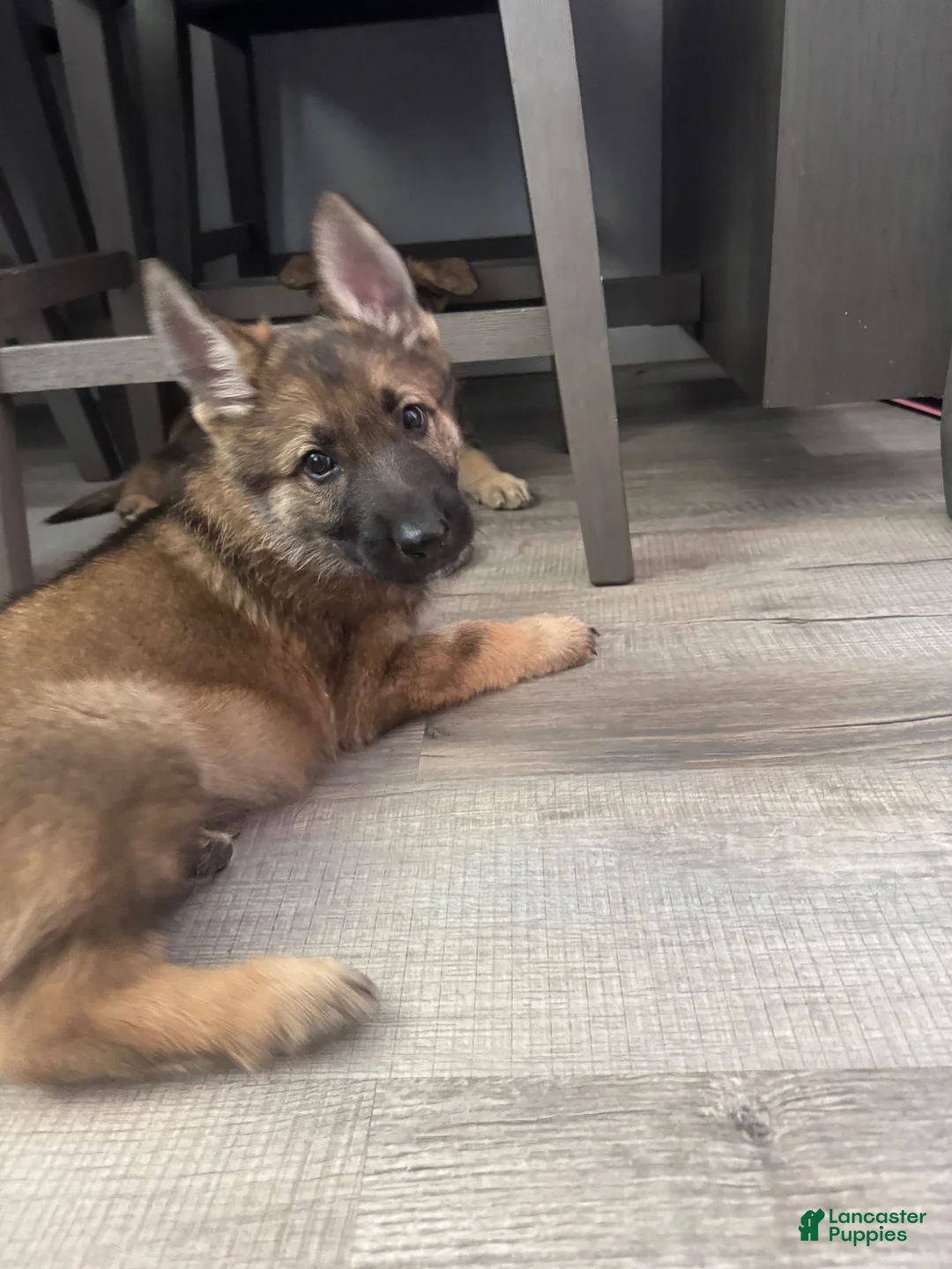 German Shepherd dogs for sale: German Shepherd 1 - Ad 2