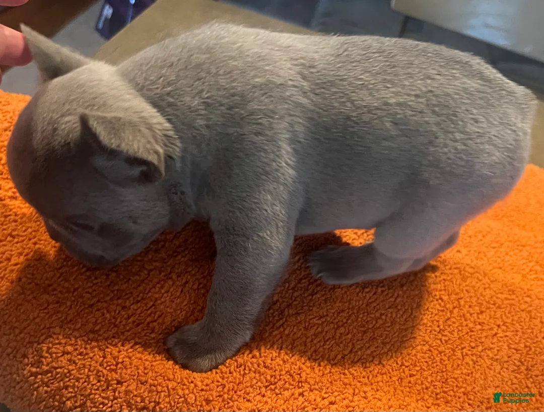 French Bulldog dogs for sale: Red_M_2026 - Ad 2