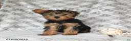 Yorkshire Terrier dogs for sale: Victor - Ad 5