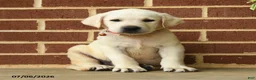 Labrador Retriever dogs for sale: Dustin - Ad 4