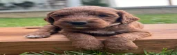 Irish Doodle dogs for sale: Juniper - Ad 3
