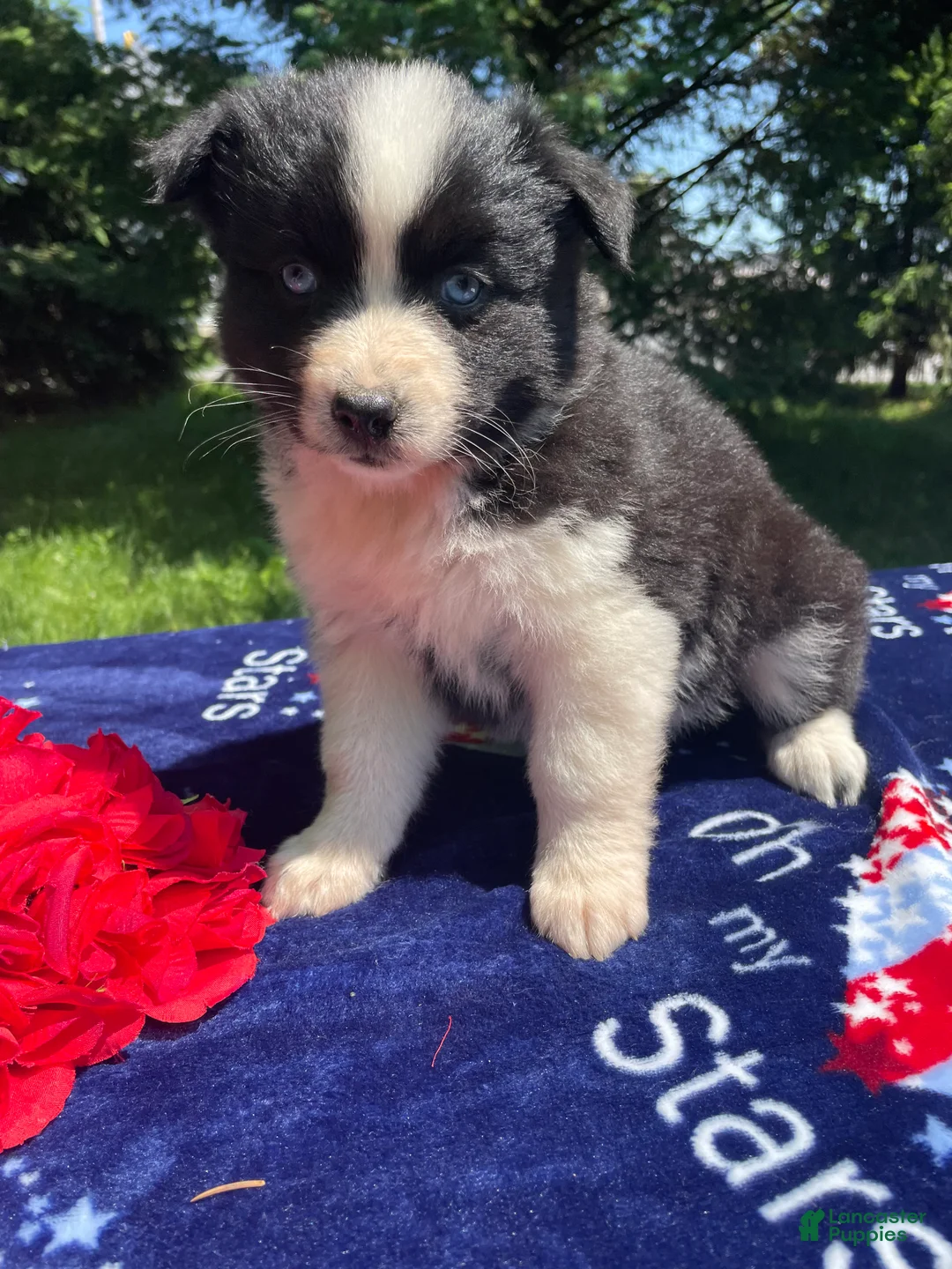Pomsky dogs for sale: Kiwi - Ad 1