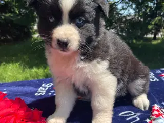 Pomsky dogs Kiwi - Ad 42