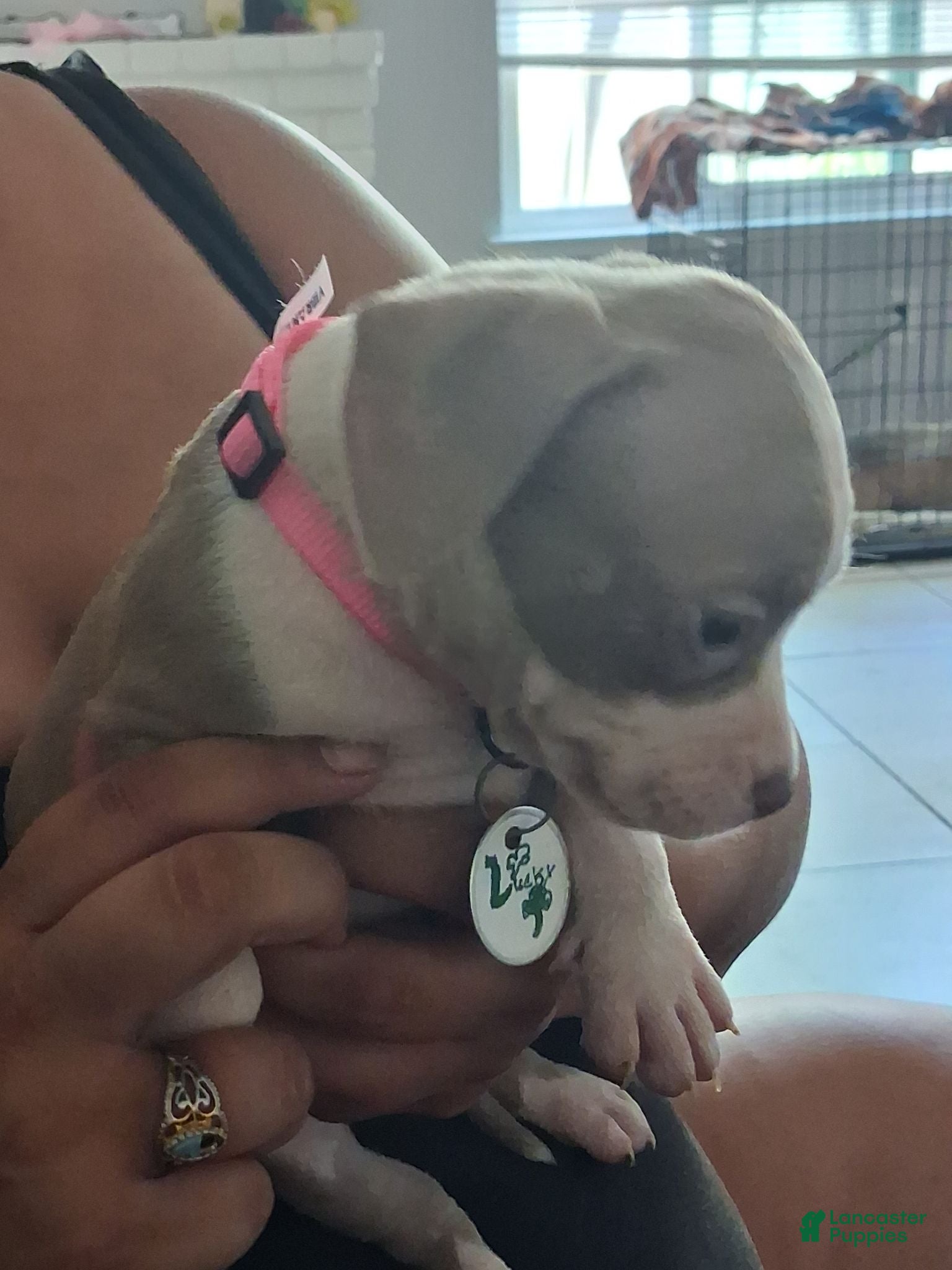 Mixed Breed dogs Lucky - Ad 25
