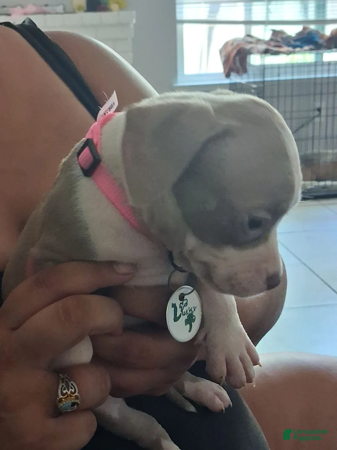 Mixed Breed dogs for sale: Lucky - Ad 1
