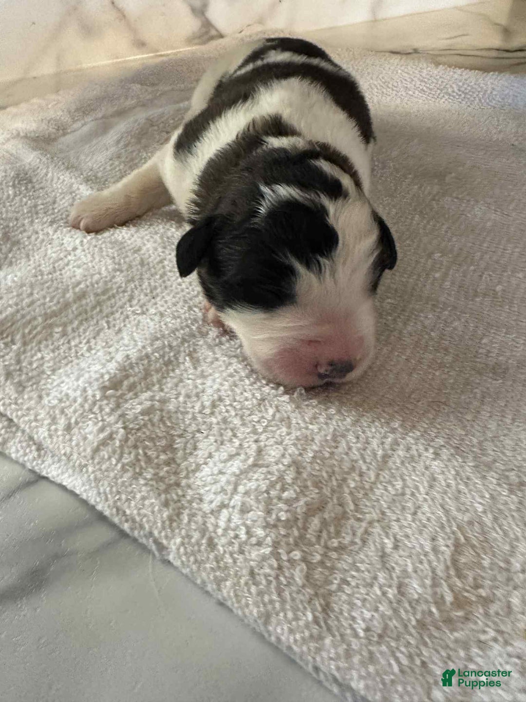 Saint Bernard dogs for sale: Puppy 10 - Ad 2