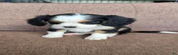 Miniature Bernese Mountain Dog dogs for sale: Paris - Ad 3