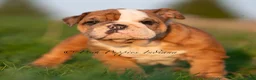 English Bulldog dogs for sale: Roxky AKC - Ad 6