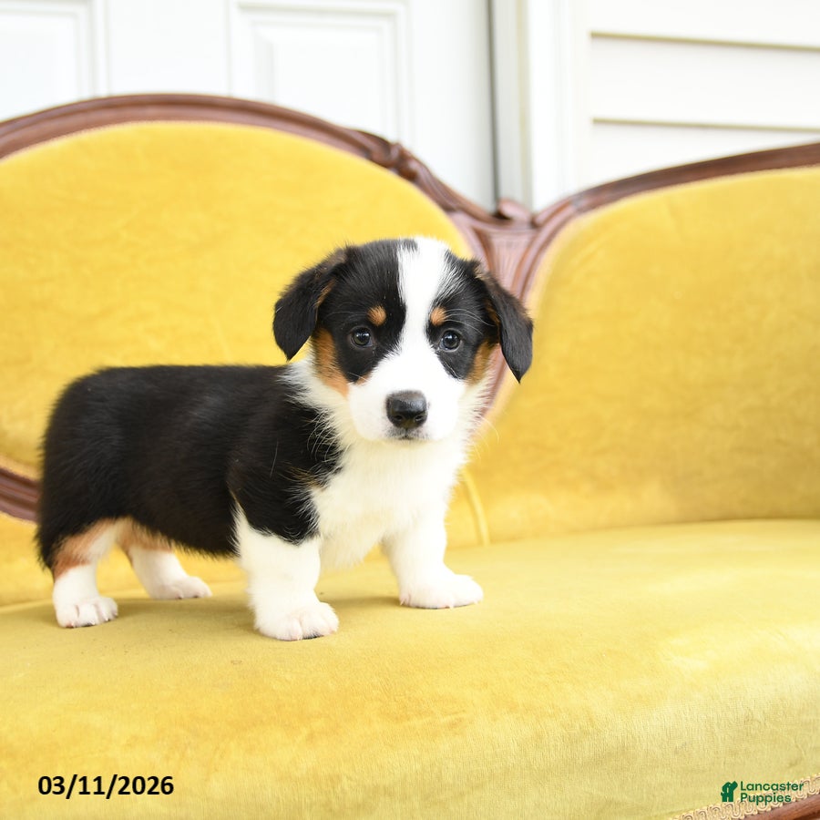 Welsh Corgi Pembroke dogs Tiffany - Ad 1