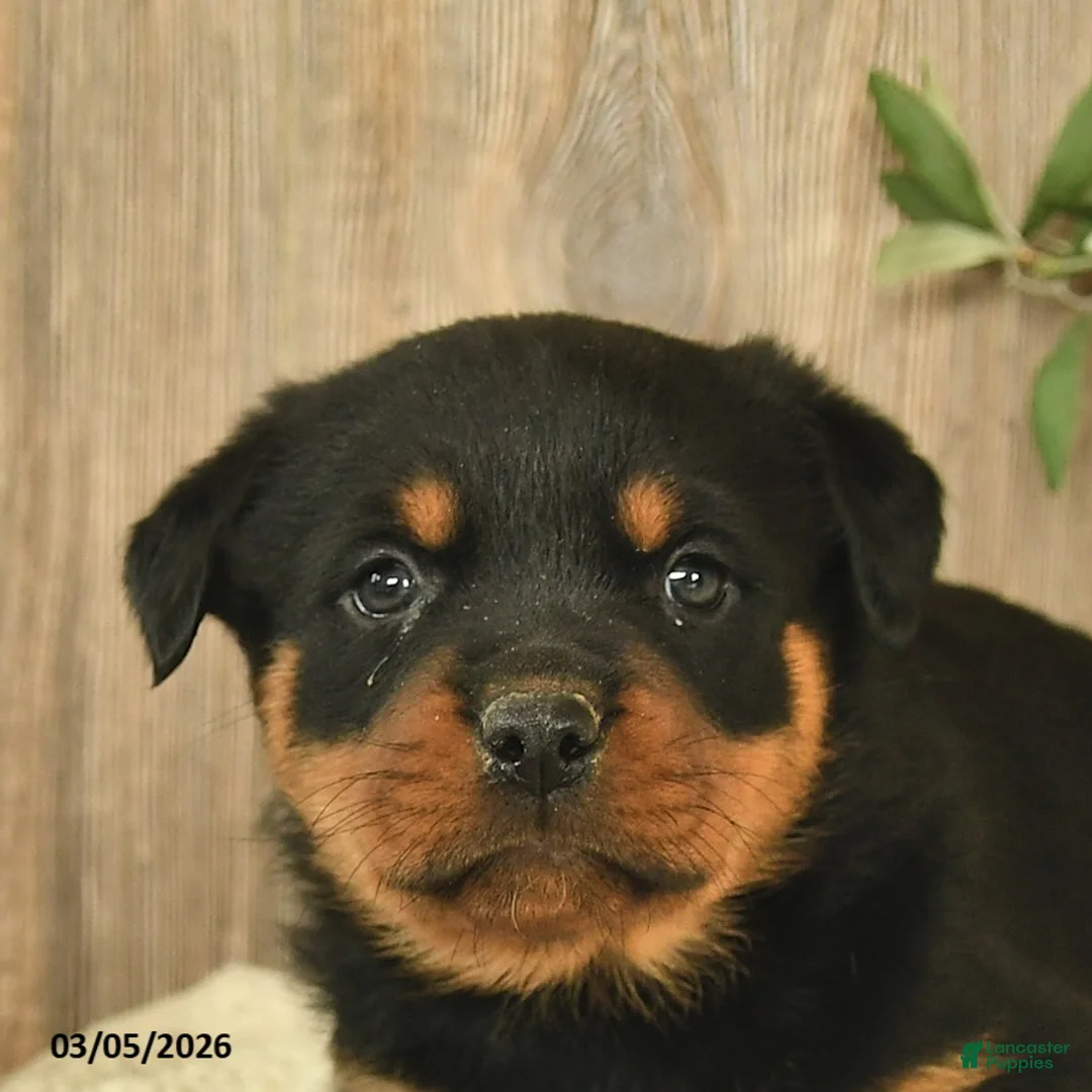 Rottweiler dogs for sale: Lulu  - Ad 5