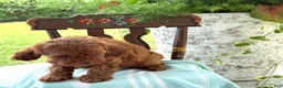 Miniature Poodle dogs for sale: Toffee - Ad 13