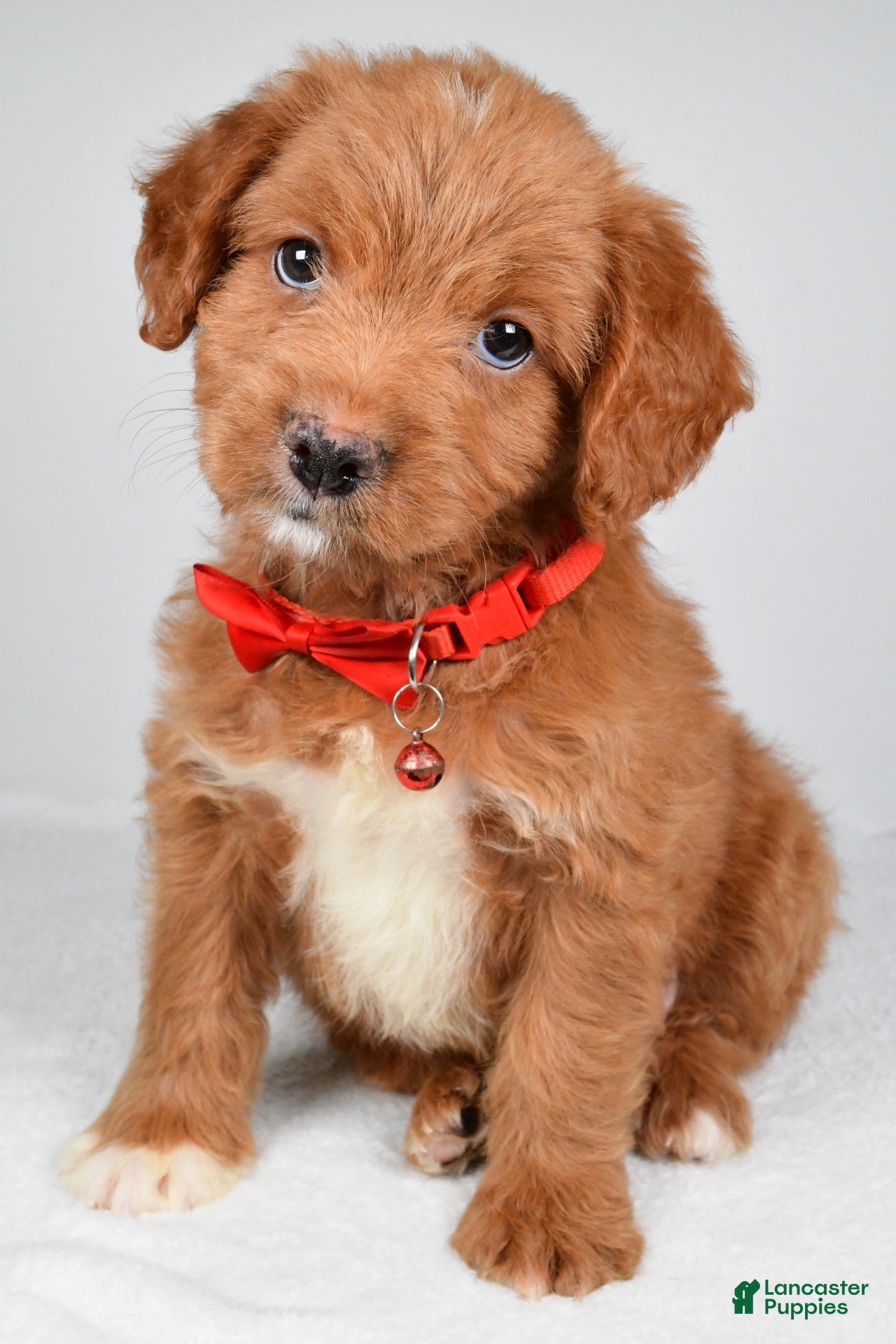 Mixed Breed dogs Tatum - Ad 1