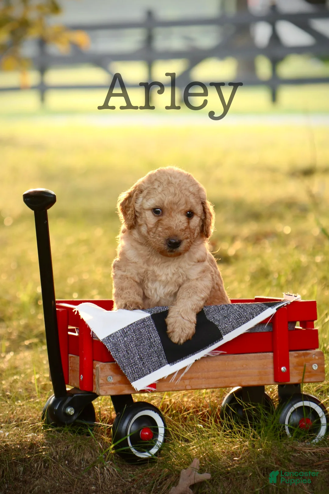 Mini Goldendoodle dogs for sale: Arley - Ad 1