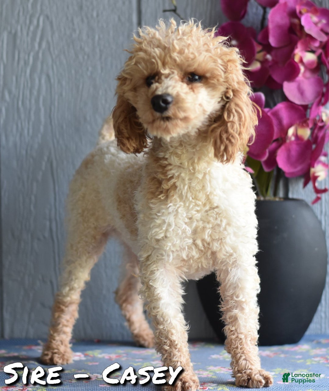 Toy Poodle dogs for sale: Queenie - Ad 9