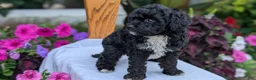 Maltipoo dogs for sale: Kylo - Ad 8