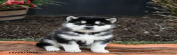 Alaskan Malamute dogs for sale: Judd - Ad 4