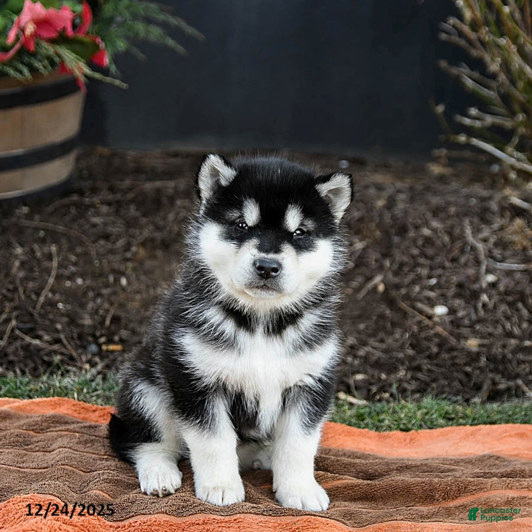 Alaskan Malamute dogs for sale: Judd - Ad 4