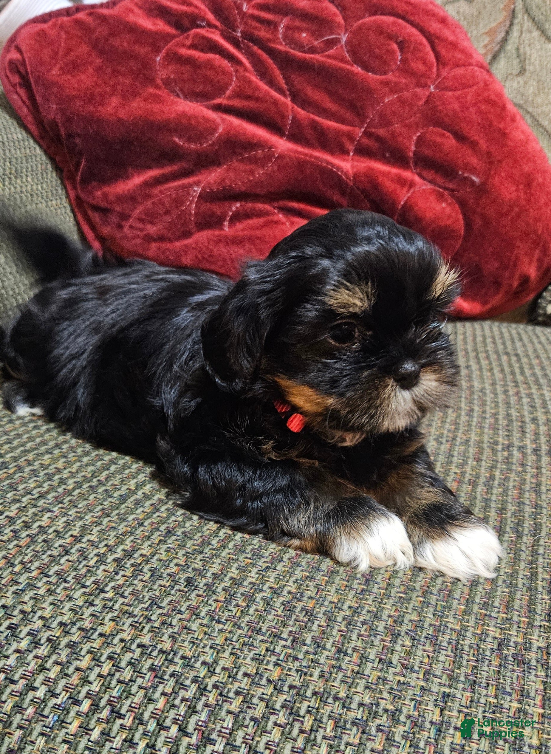 Shih Tzu dogs Diva - Ad 25