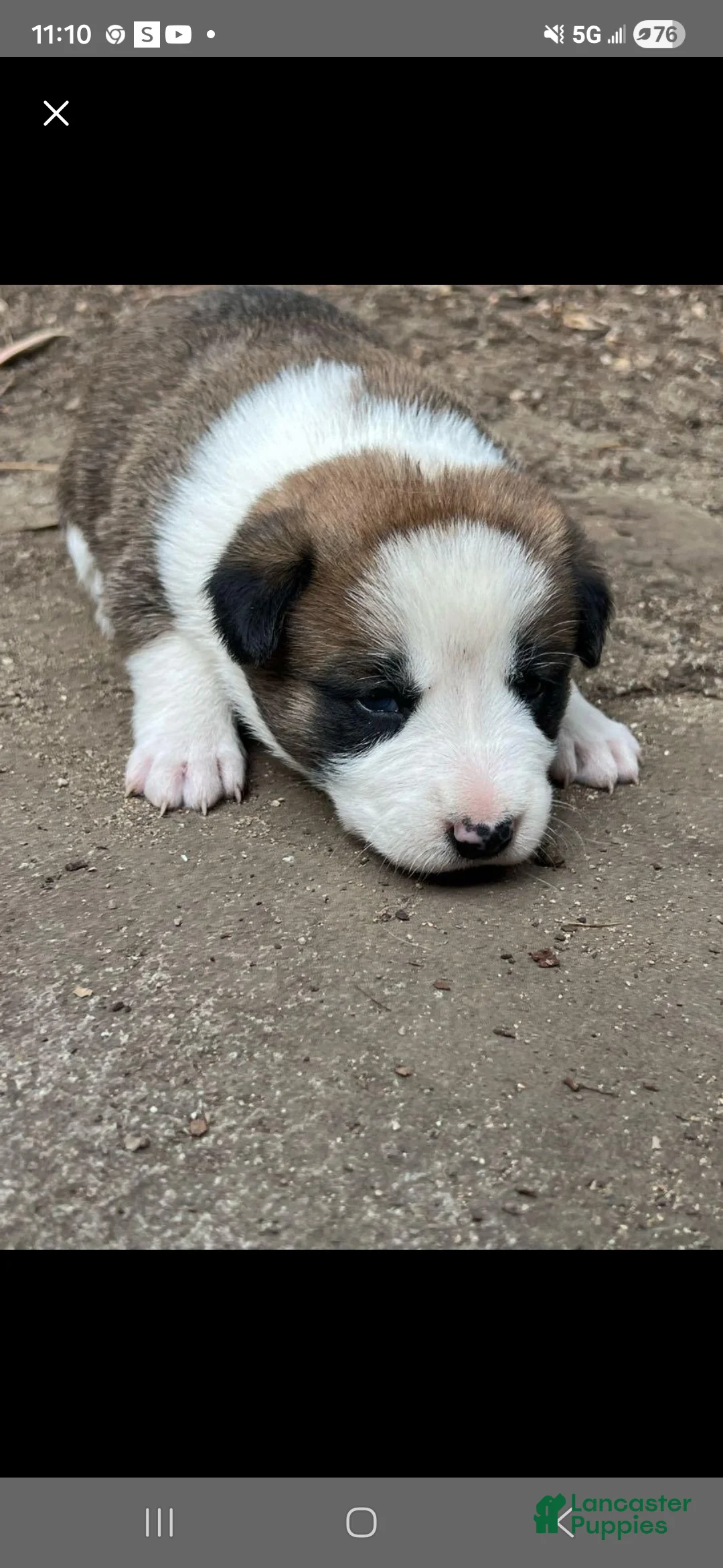 Goberian dogs for sale: Siberian husky / golden retriever Puppy 1 - Ad 1