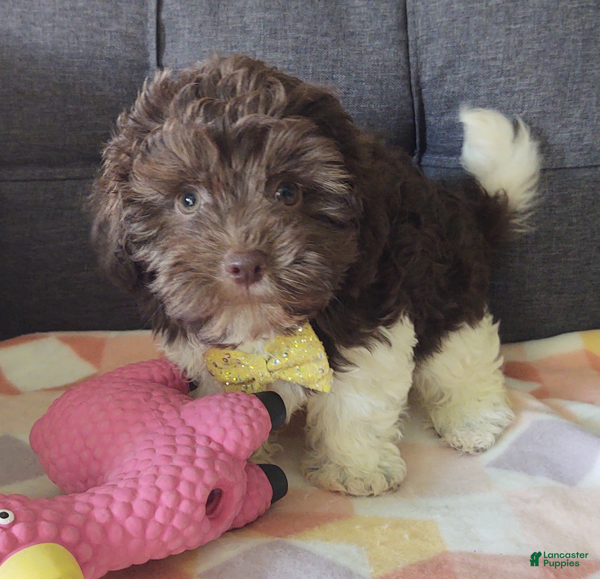 Maltipoo dogs Archie (chocolate)  - Ad 2