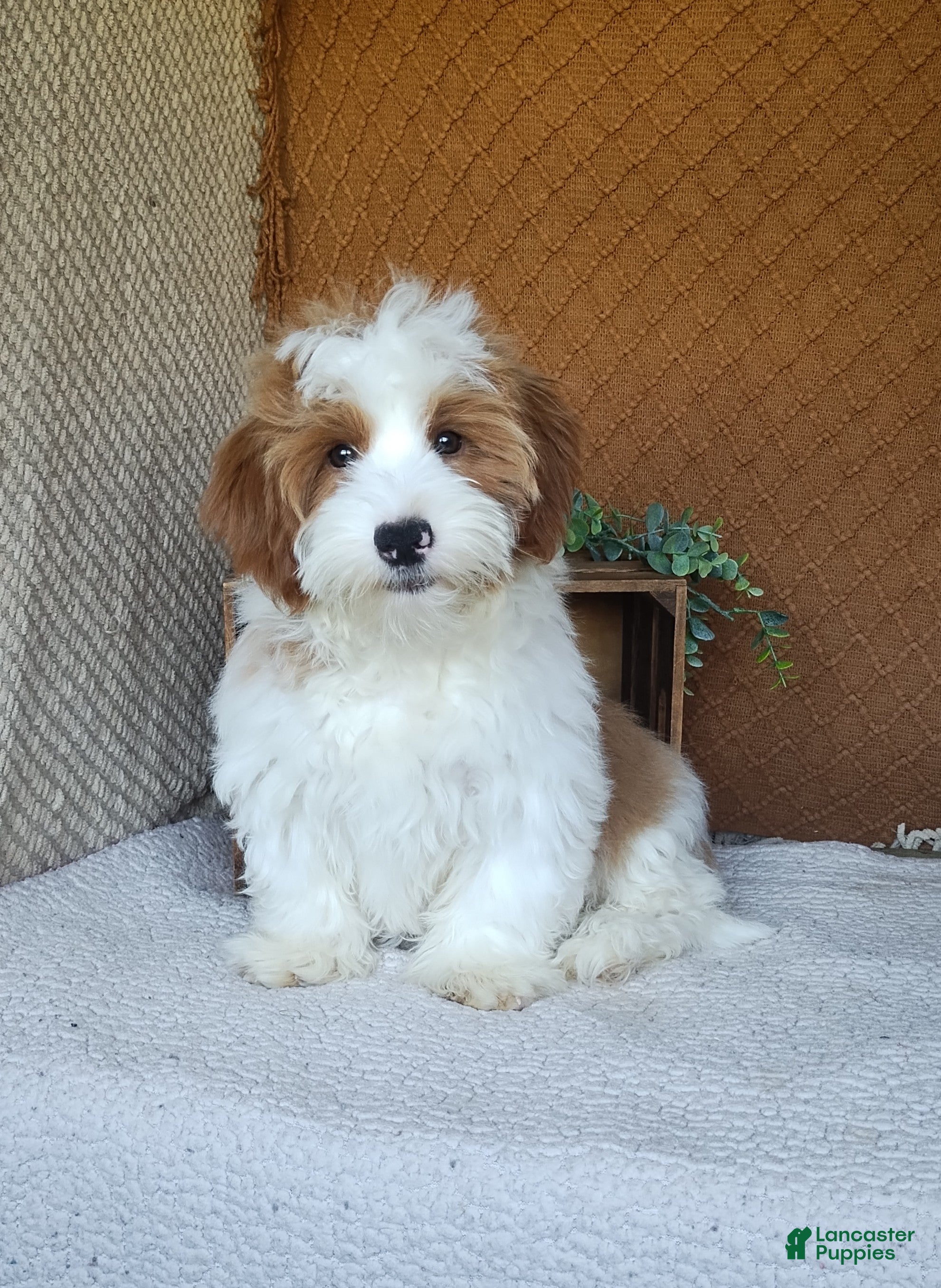 Havanese dogs for sale: Tank  - Ad 2