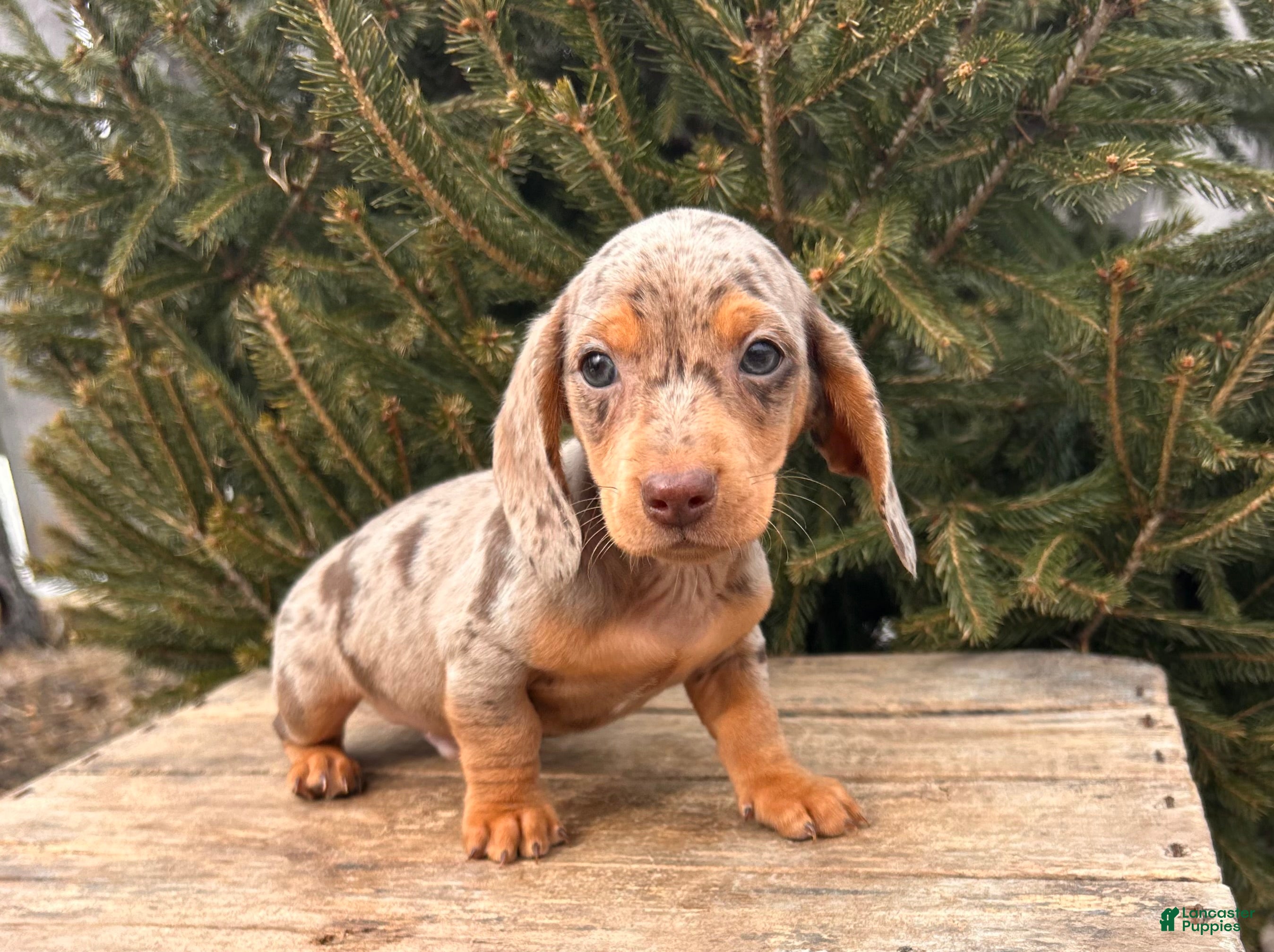 Miniature Dachshund dogs Crew - Ad 2