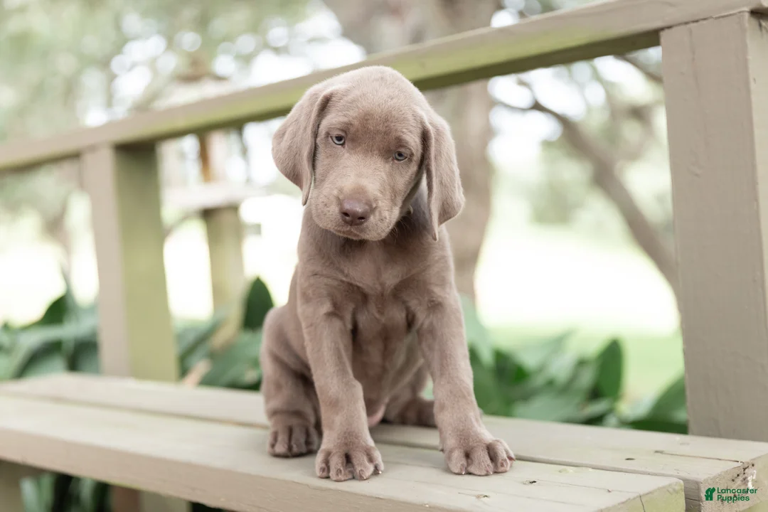 Labrador Retriever dogs for sale: Beige- Female - Ad 1
