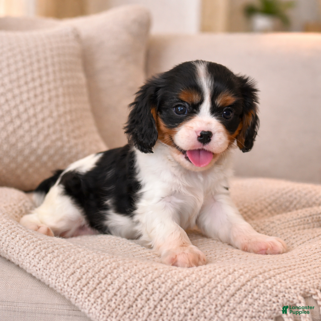Cavalier King Charles Spaniel dogs Cookie  - Ad 3