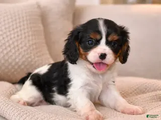 Cavalier King Charles Spaniel dogs Cookie - Ad 3