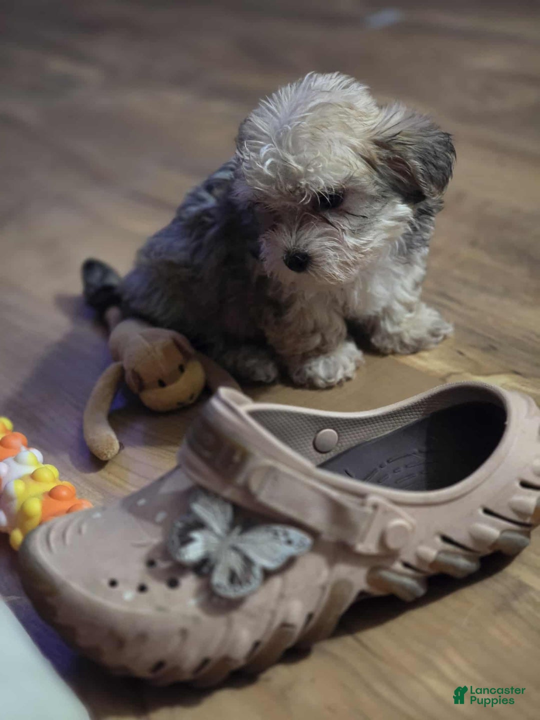 Maltipoo dogs for sale: Albert - Ad 10