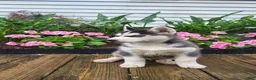 Siberian Husky dogs for sale: Jordan - Ad 2