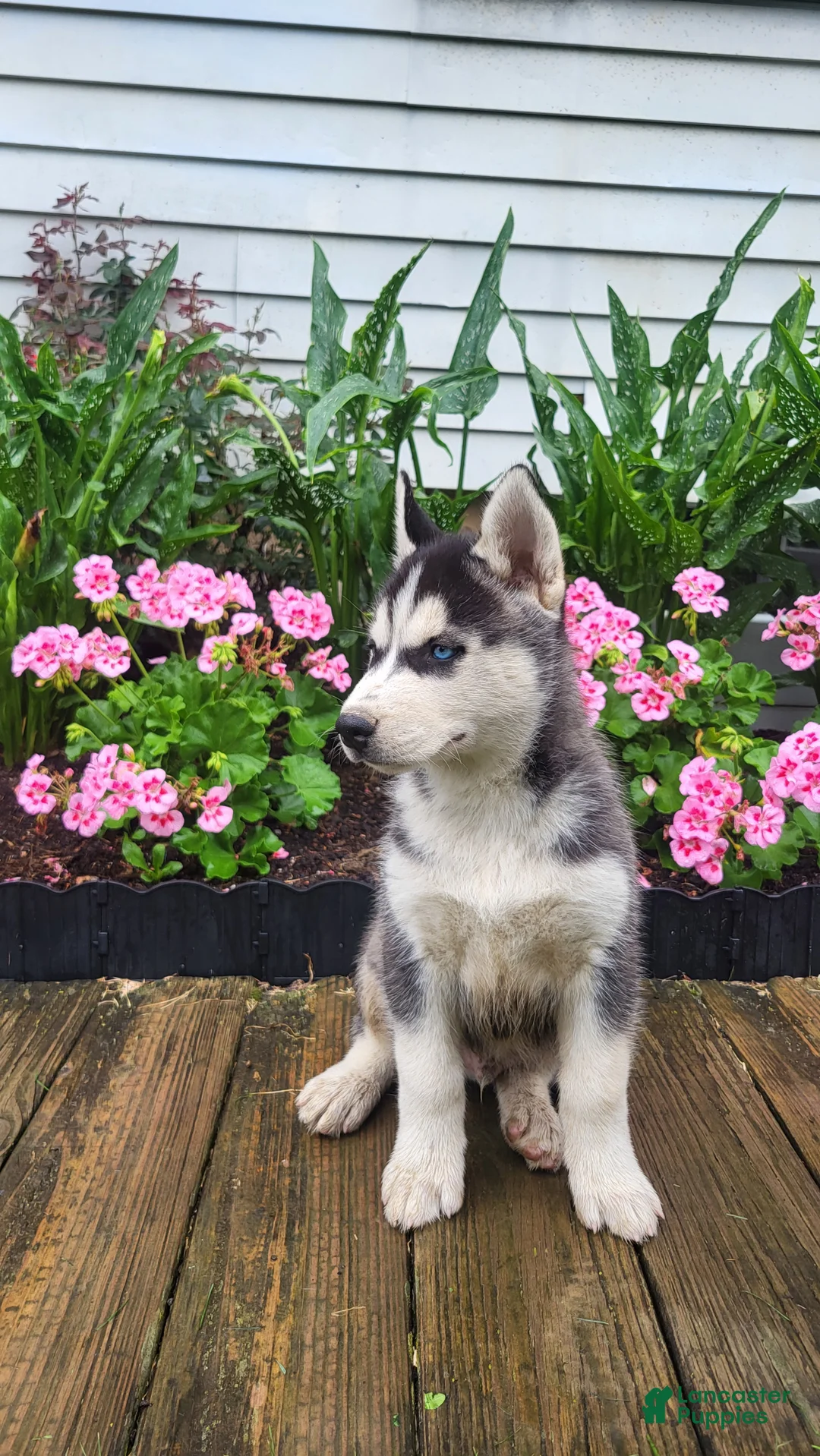 Siberian Husky dogs for sale: Jordan - Ad 2