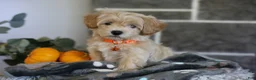 Maltipoo dogs for sale: Mochi - Ad 1