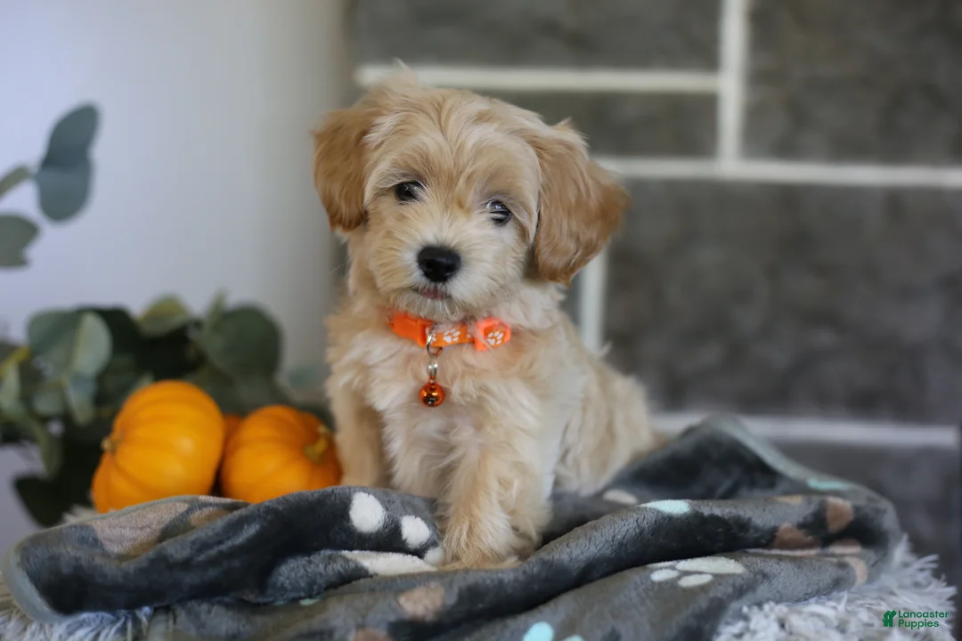 Maltipoo dogs for sale: Mochi - Ad 1